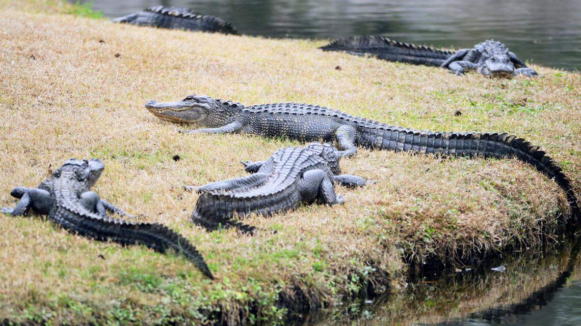 In this file photo from March, several gators were out of the water soaking up the warmth on the banks of a Sea Pines lagoon on Hilton Head Island.