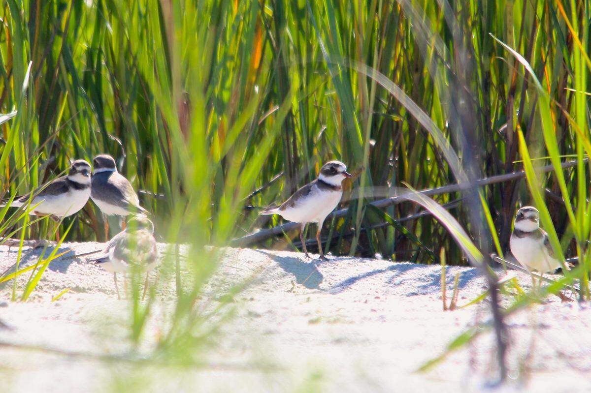 A small group of Wilson’s plovers edges toward a grass line on the south end of Harbor Island. Wilson’s plovers are similar to the more common semipalmated plovers, but they have a longer, thicker bill.