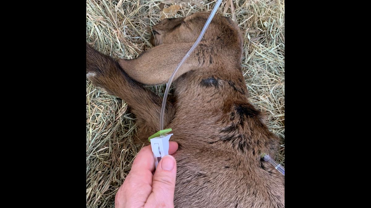 Coco, a goat less than a week old, receives fluids after being attacked by a dog or coyote in Grays Hill. A flock of 19 goats was attacked by an unknown animal, and 10 were killed or euthanized.