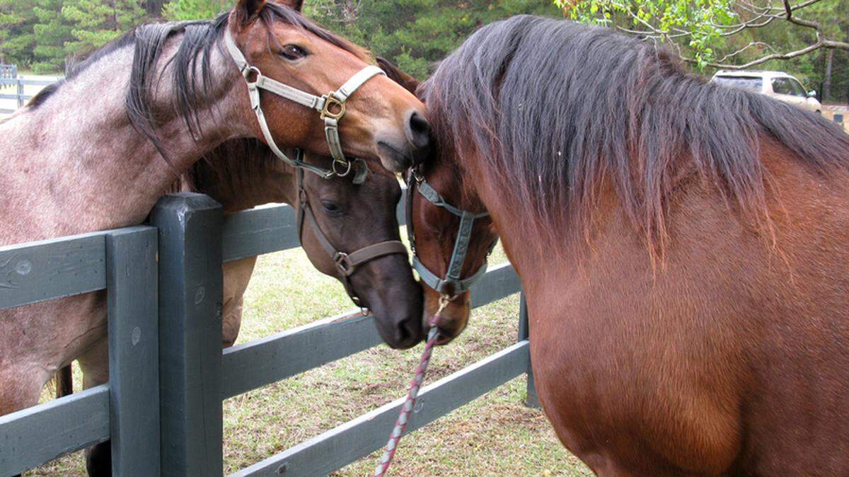 Comet, right, a Marsh Tacky, is  greeted by  Rosie and Tadpole at the Coastal Discovery Museum.