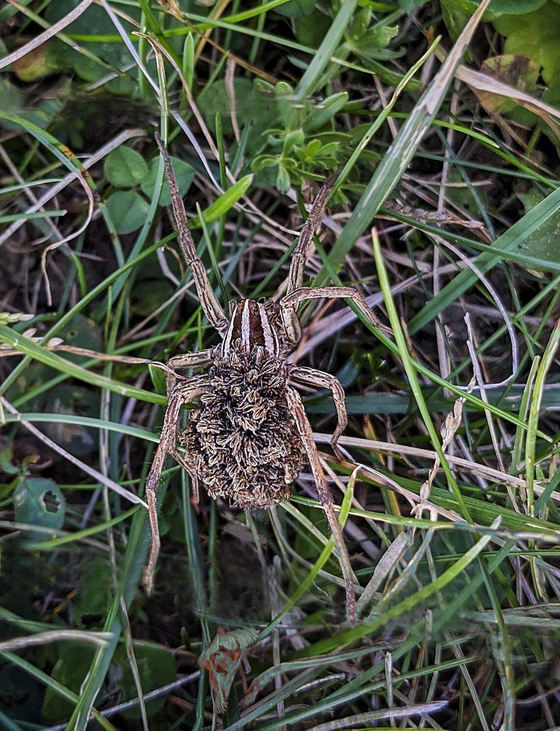 A female wolf spider carries her newly hatched offspring around on her back.