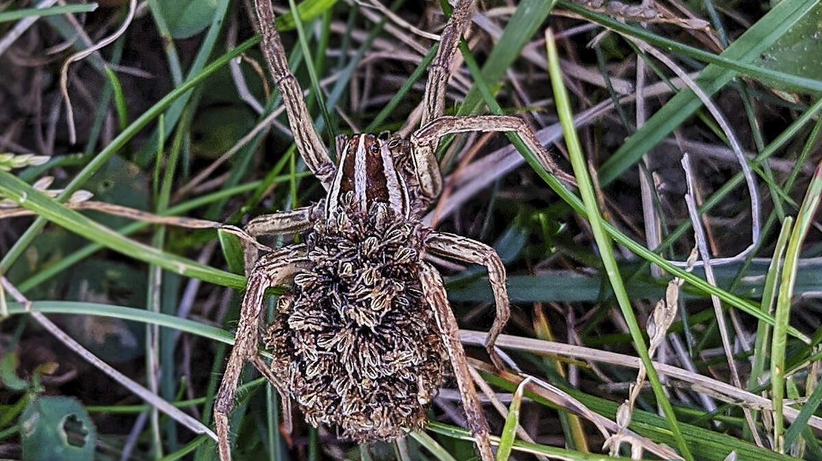 A female wolf spider carries her newly hatched offspring around on her back.