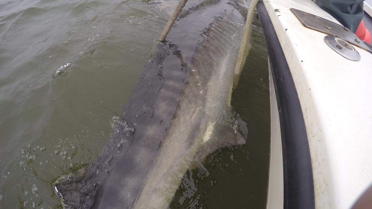 A satellite tag can be seen shortly after being attached to a tiger shark's dorsal fin on Nov. 4, 2015. The shark, captured and tagged by the SC Department of Natural Resources as part of a joint research effort with the nonprofit OCEARCH, was dubbed "Harry-Ette" after Hampton Wildlife Fund founder Harry Hampton.