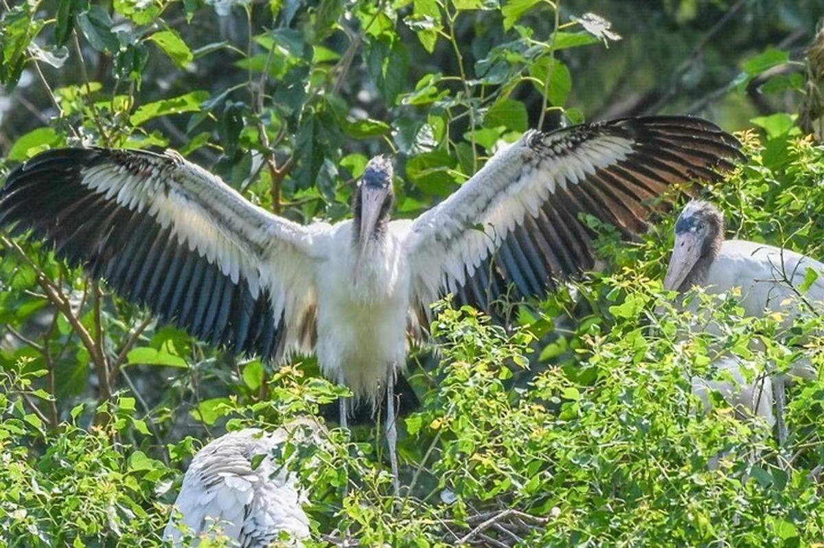 A wood stork nests at Cypress Wetlands in Port Royal. Birds that nest at the wetlands “fared pretty well.” But some fencing along the boardwalk was damaged by Tropical Storm Debby.