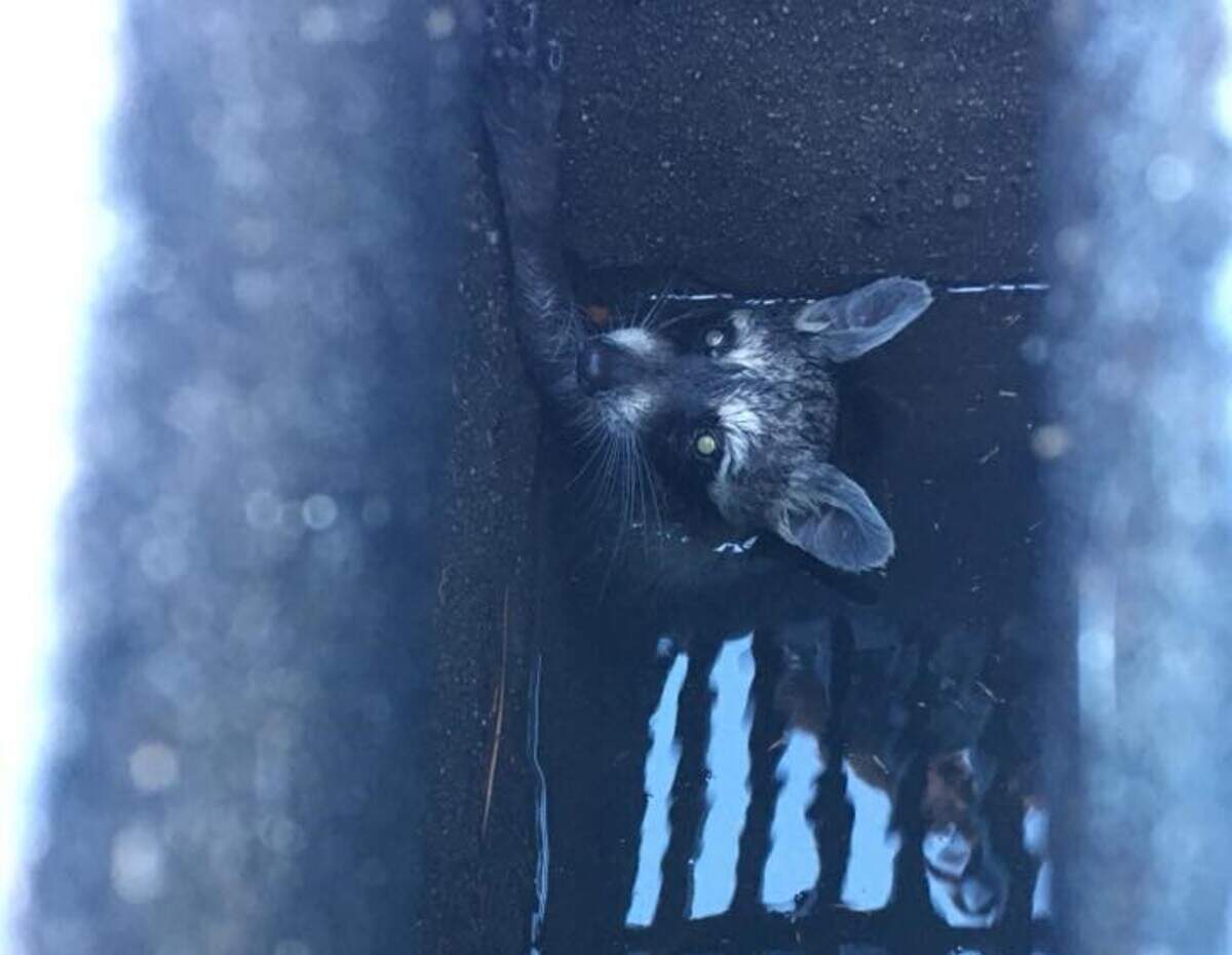 A raccoon was found stuck in a water-filled storm drain in Bluffton’s Sheridan Park on Monday morning.