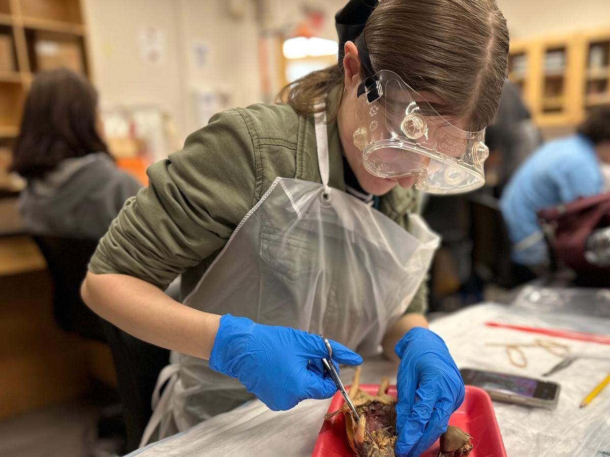 BCSD Tides student engaged in a dissection in Biology class