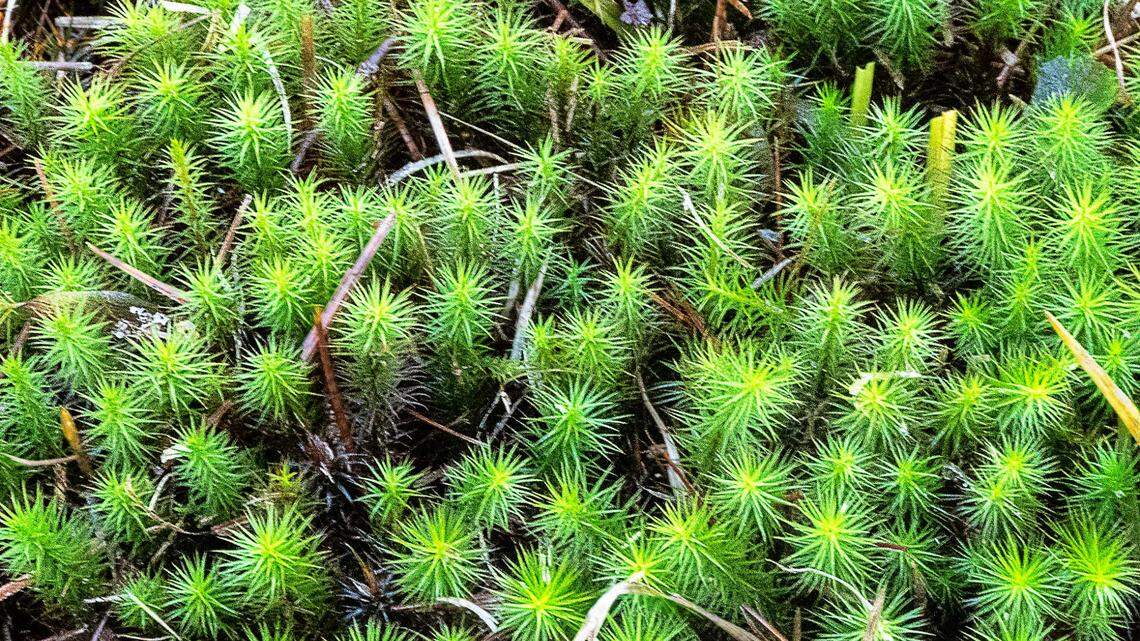 You might not notice this minuscule plant, but it has an important job to do