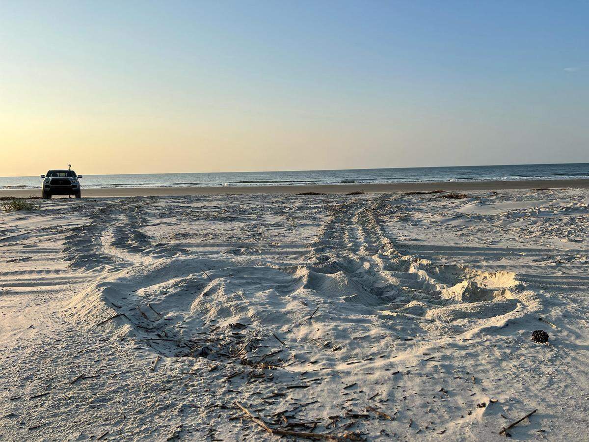 Tracks leading to Hilton Head Island’s first sea turtle nest of the 2022 season pictured Thursday, May 5, 2022 on Sea Pines beach.