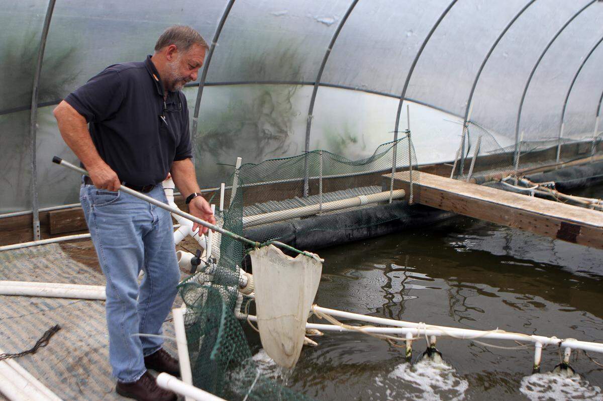 Al Stokes, executive director of the Waddell Mariculture Center, uses a net to dip shrimp from the indoor pond at the center in Bluffton. Stokes predicts shrimp farming, called aquaculture, is the future of the shrimping industry.