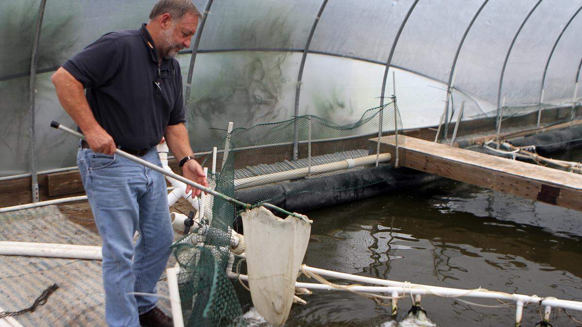 Al Stokes, executive director of the Waddell Mariculture Center, uses a net to dip shrimp from the indoor pond at the center in Bluffton. Stokes predicts shrimp farming, called aquaculture, is the future of the shrimping industry.