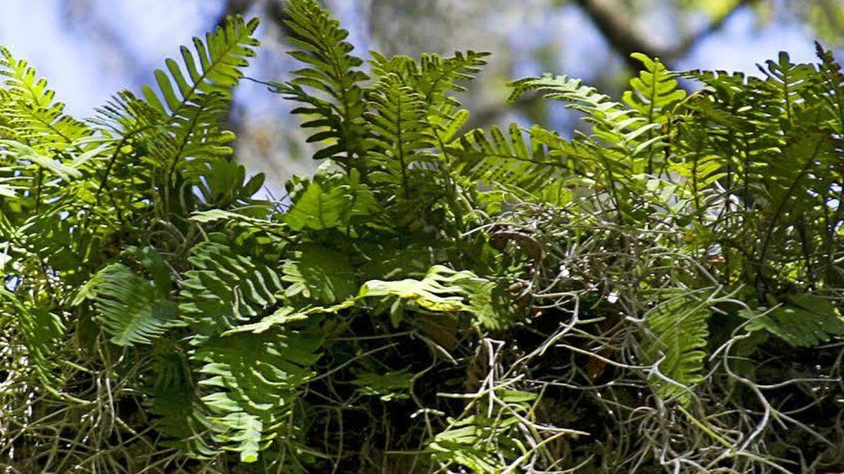 Resurrection ferns live in the tops of Lowcountry trees and have traveled to space aboard the space shuttle Discovery.