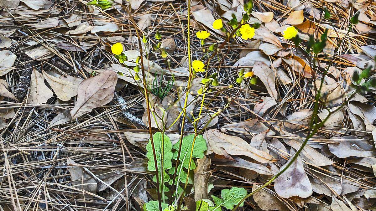 Asiatic hawksbeard resembles a dandelion but has multiple flower heads on slender stems.