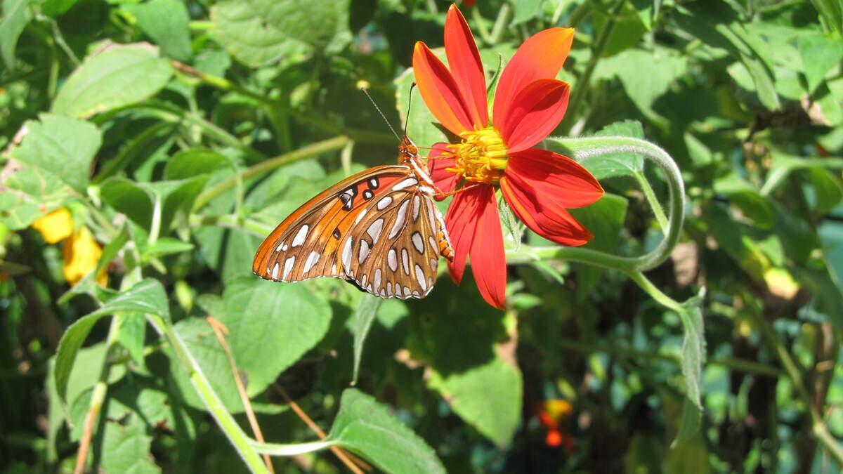 A butterfly pauses at the columnist plant that grew from Mexican sunflower seeds.