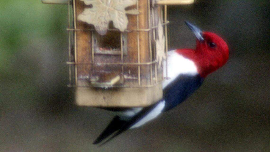 A Red-headed Woodpecker makes lunch easier by visiting a bird feeder loaded with seeds.