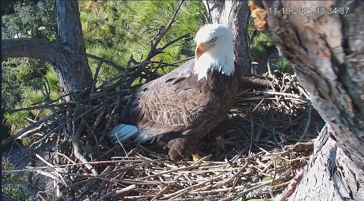 A screen capture from the Hilton Head Land Trust’s eagle cam shows one of the birds in the nest on Hilton Head Island.