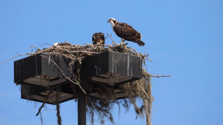Osprey nested for years at new Hilton Head Food Lion. What will happen to their nest?