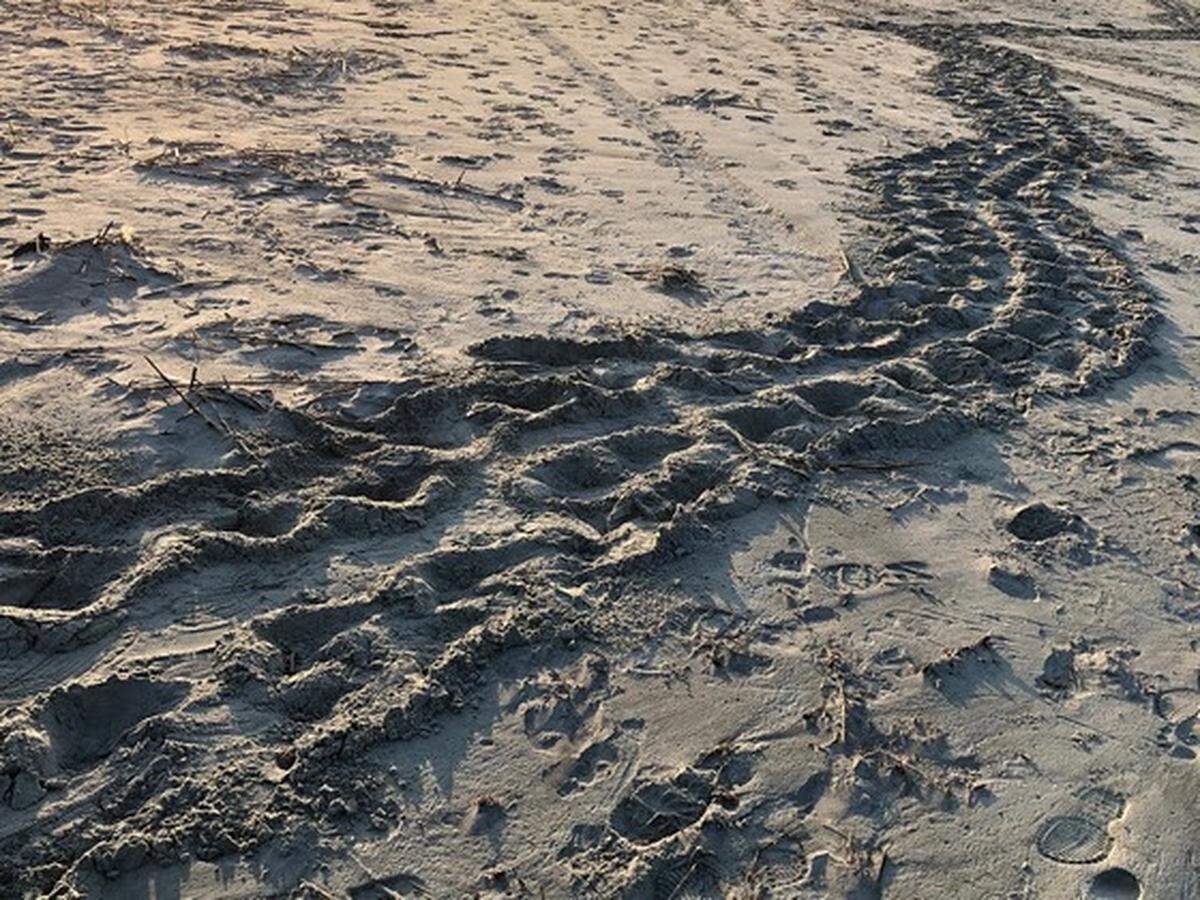 Volunteers from Kiawah Island shared this photo of sea turtle tracks from South Carolina's second documented loggerhead nest of the 2018 season.