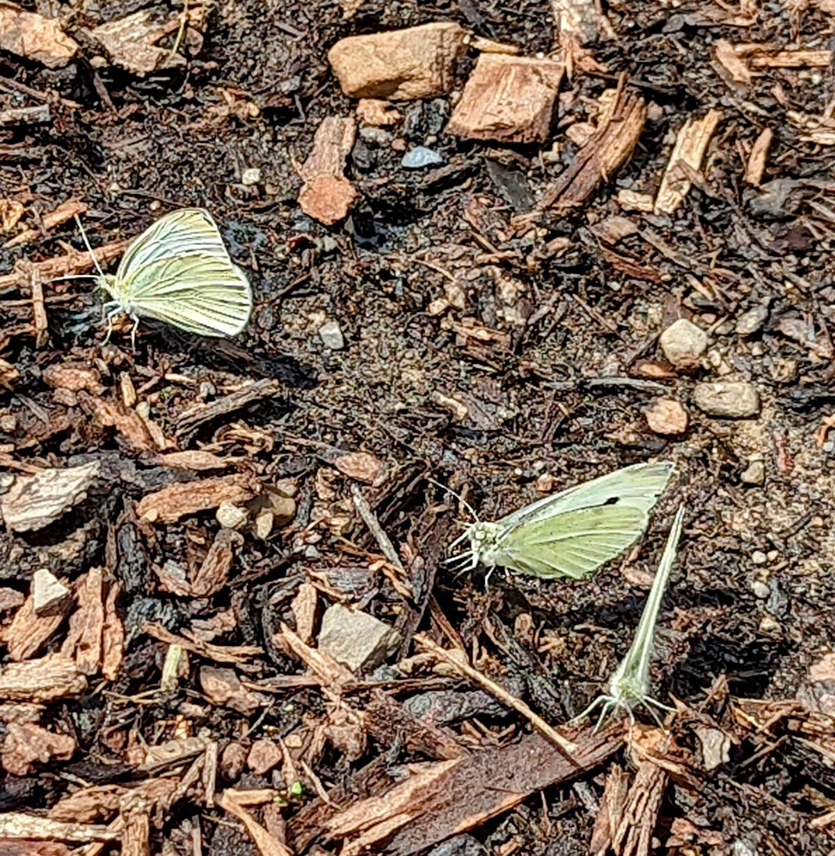 “Mud-puddling” Cabbage White butterflies gather at a patch of moist soil.