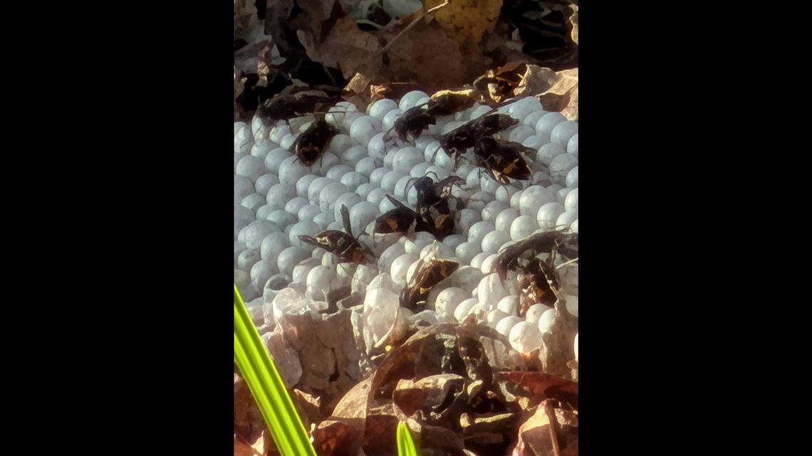 The inside of a yellow-legged hornet’s nest, which Clemson University’s Department of Plant Industry removed from a tree at Southside Park in Beaufort Monday afternoon, shows eggs and adults.