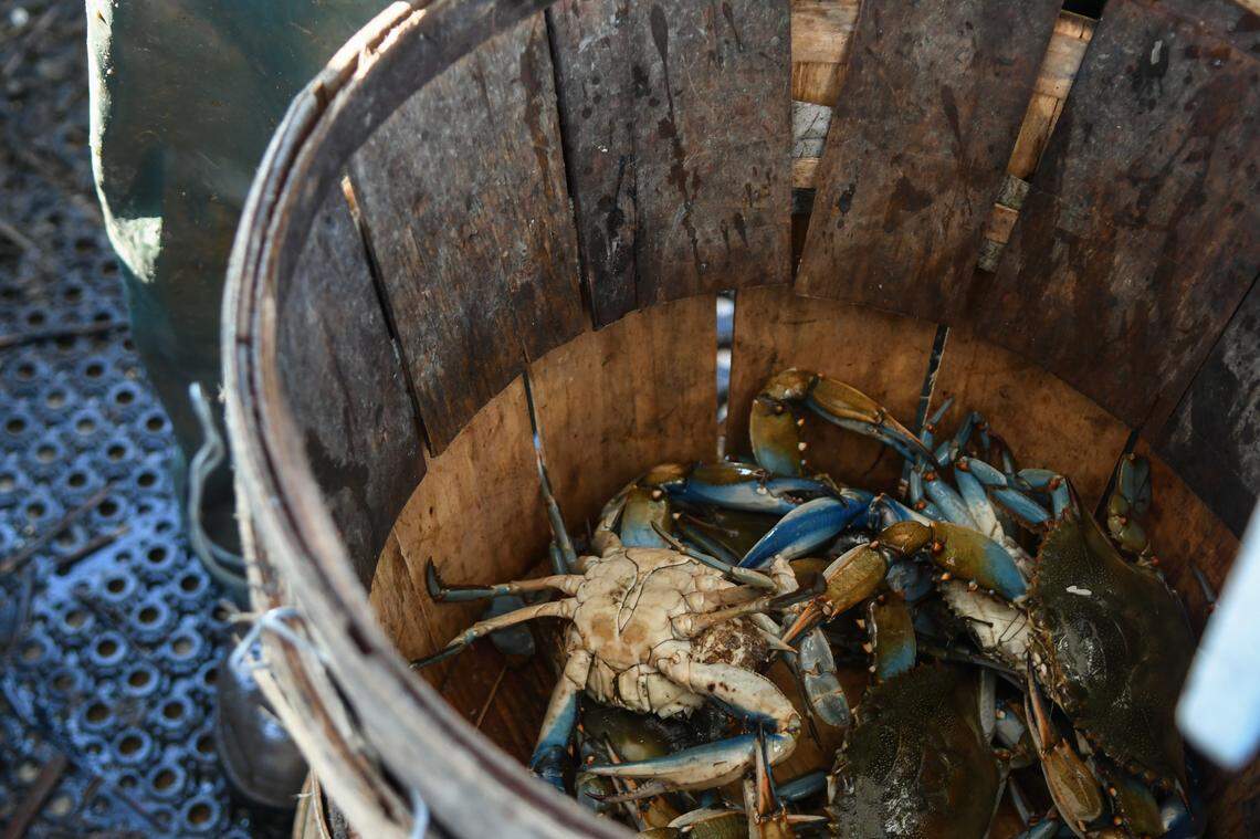 Lee ‘Lucky’ Alewine sorts blue crabs on Sept. 20, 2024, throwing back small ones or females carrying eggs and keeping crabs that are at least five inches from across the shell, point to point. In this barrel, these crabs are considered to be the best of the best by way of their stained or “rusty” abdomens.