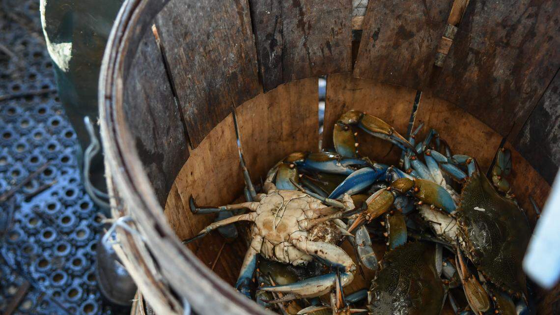 Lee ‘Lucky’ Alewine sorts blue crabs on Sept. 20, 2024, throwing back small ones or females carrying eggs and keeping crabs that are at least five inches from across the shell, point to point. In this barrel, these crabs are considered to be the best of the best by way of their stained or “rusty” abdomens.