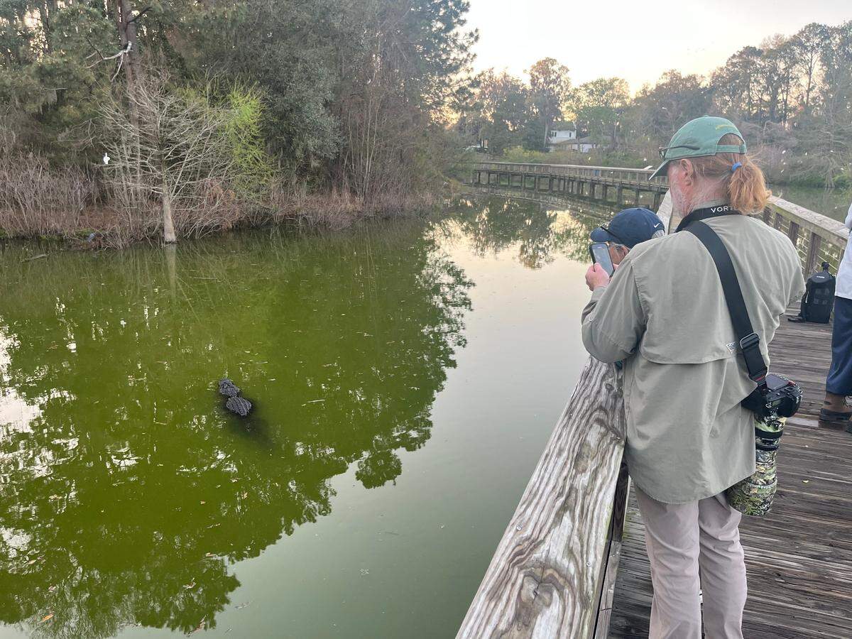 An alligator cruises through the waters of Cypress Wetlands in Port Royal Thursday.