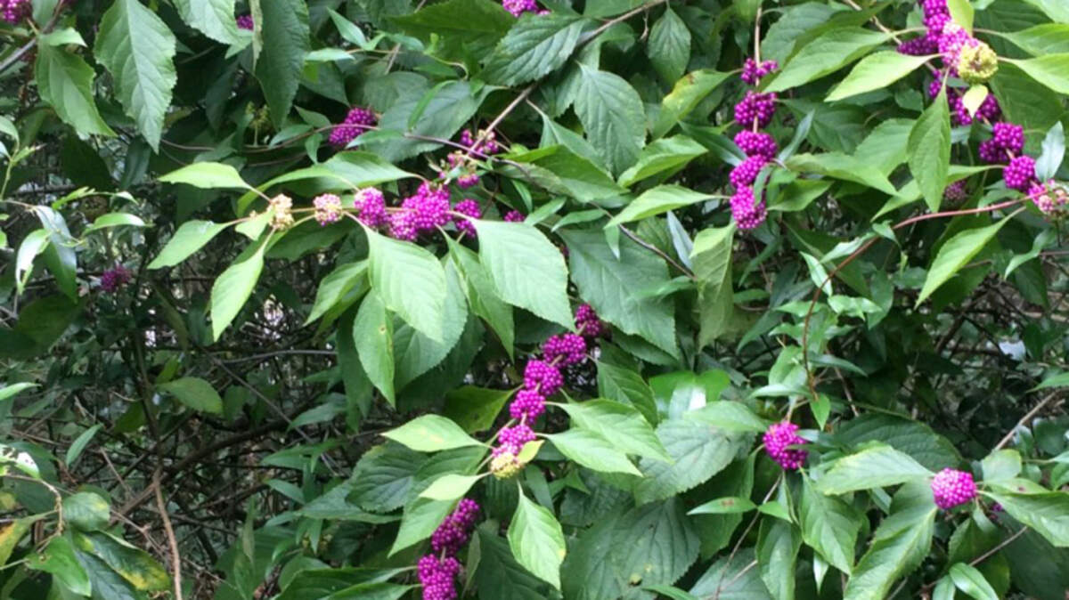 The Americana Beautyberry offers a prolific amount of purple fruit for animals and humans..