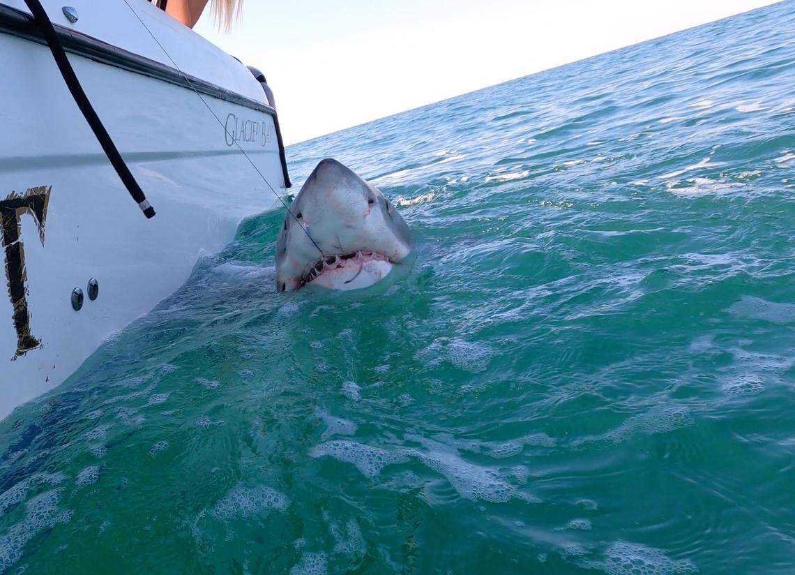 Reese, a 10-foot great white shark, was caught, tagged and released a few miles from Hilton Head Island on Monday, March 28, 2022.