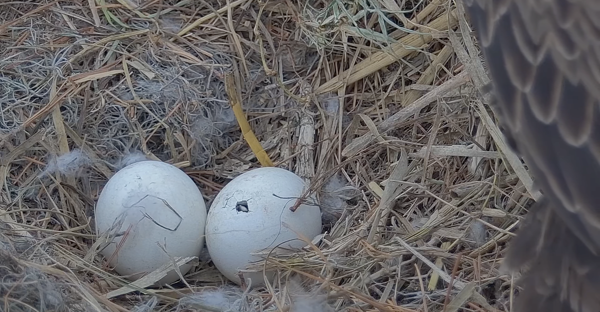 This hatching made the first “pip” or crack in the shell on Saturday evening, and by Monday morning, the new arrival had completely broken free from its shell.
