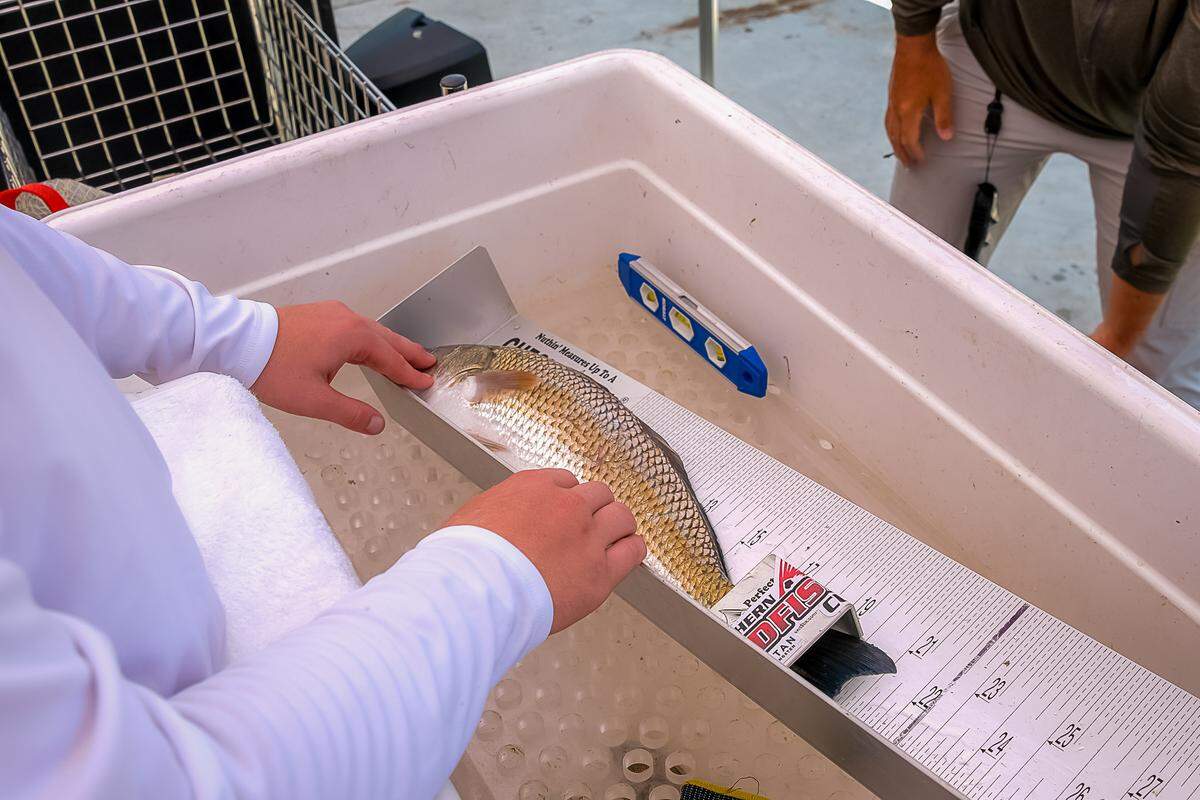 Redfish are measured in the 2023 Southern Redfish Cup in Port Royal. This year’s tournament is Saturday. It will feature around 30-40 two-person teams in boats. The top prize goes to the team with three fish between 15 and 23 inches long whose combined weight is the heaviest.