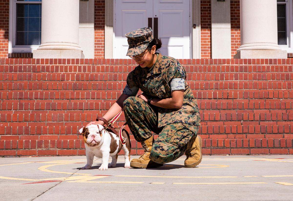 Opha Mae II, Marine Corps Recruit Depot Parris Island’s newest mascot, is set to graduate alongside her handler on Friday, May 6, 2022.