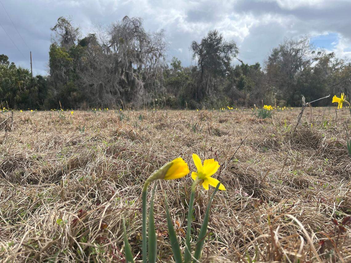 Daffodils still sprout each spring from Upper Kane Island where millions of flowers, first planted in the 1960s, were grown and sold by John Trask Sr. and Flora Trask.