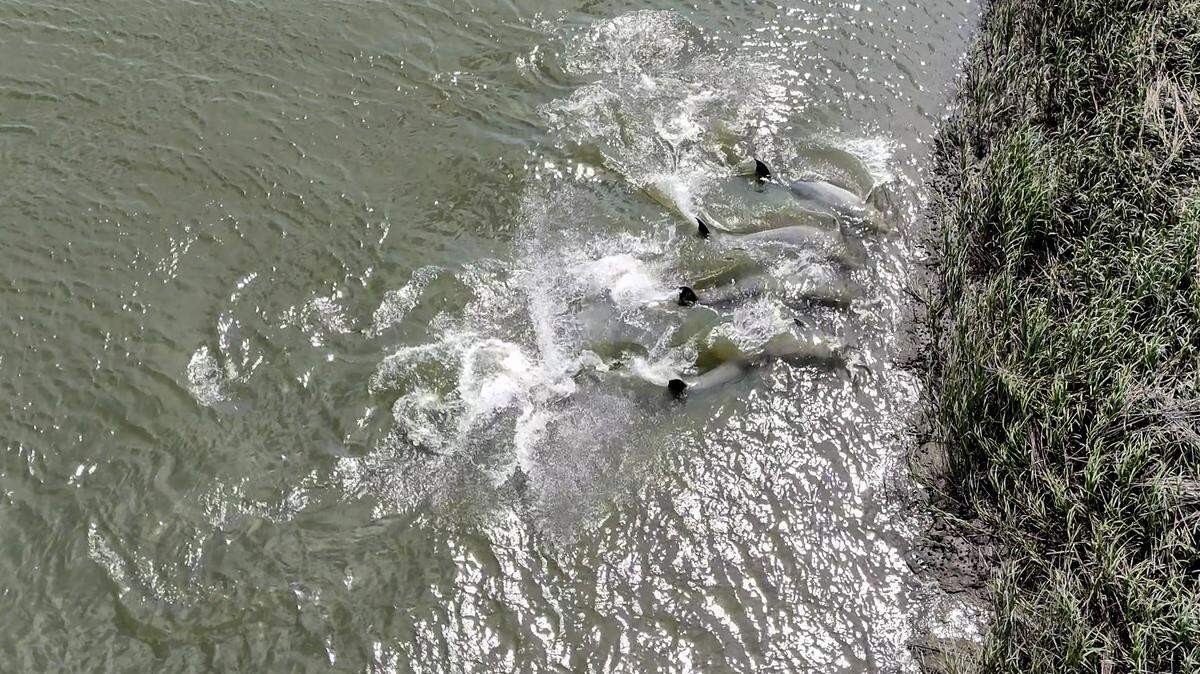 Jason All captured four dolphins working together using their momentum to push their catch onto the shore in order to eat in what is called strand feeding as captured on May 29, 2026, on the May River in Bluffton, SC.