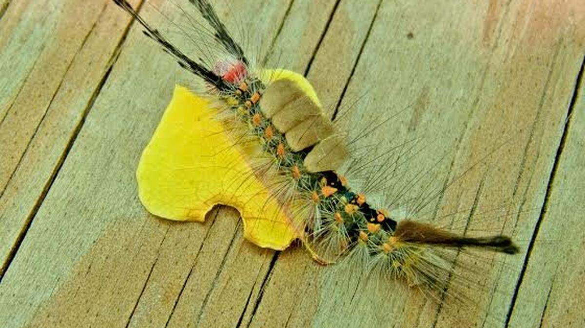 This tussock moth caterpillar was photographed by Trudy Cass at Sea Pines Forest Preserve.
