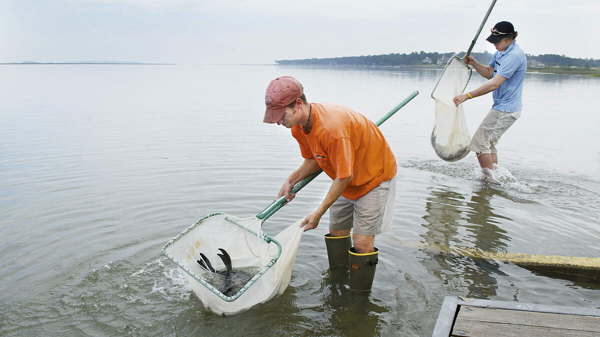 In this 2005 file photo, a biologist with the Waddell Mariculture Center, front, and and intern release cobia reared at the center into the Colleton River at the H.E. Trask Sr. boat landing. The fish were the last of the nearly 2,000 cobia hatched at the center and released into the river. Last week, Packet columnist and fisherman, Collins Doughtie, along with others he enlisted, caught a male and female cobia and brought them to the center for them to use as brood fish.