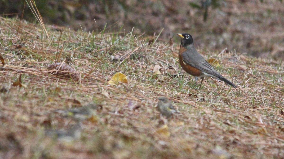 American robins are thought of as abundant, almost ubiquitous birds in some areas of the Lowcountry, but that typically holds true only during spring and summer. According to Fripp Audubon Club member Charlie Holbrook, who led the Dataw Island Christmas Bird County on Saturday, there have been years in which not a single robin was sighted this time of year. But this year, at least a dozen or so were spotted near a pond bank, and the group surmised that fresh water had attracted a small flock in mid-migration. In the foreground, out of focus, you might make out the outline of several yellow-rumped warblers that hopped along the ground nearby.