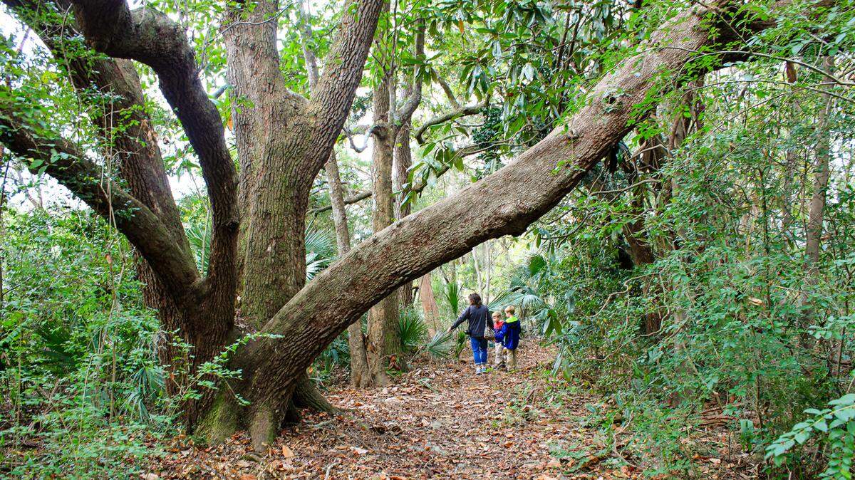 A visiting family enjoys a walk in the woods along the nature trail at the Charles Pinckney National Historic Site in Mount Pleasant. History abounds at the site, and a path through nature takes visitors through groves of stately live oak and across marsh boardwalks. The site is pet-friendly, and so your four-legged friends can join you as you explore the wild.