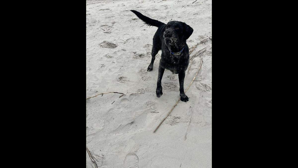 Emily, known for her sweet disposition, athleticism and love of chasing tennis balls, was not only Lisa Morris’ best friend but also the unofficial ambassador of Harbor Island. Residents were devastated to learn that the 2 1/2-year-old black lab died New Year’s Day after ingesting a fish hook while walking on the beach with Morris. Now Morris and her neighbors are using the tragedy to highlight the importance of never leaving trash on the beach. “It’s a major problem,” Morris says.