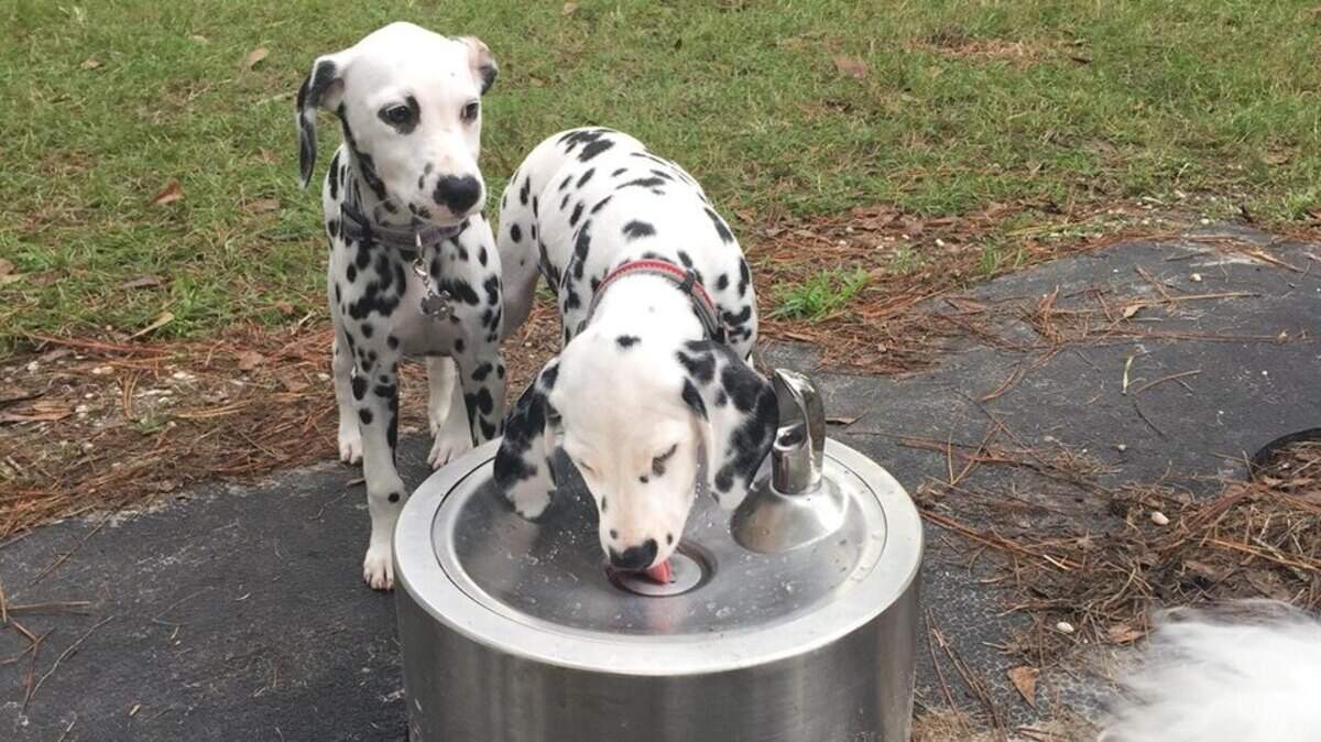 These young pups wet their whistles at Bluffton’s new dog park.