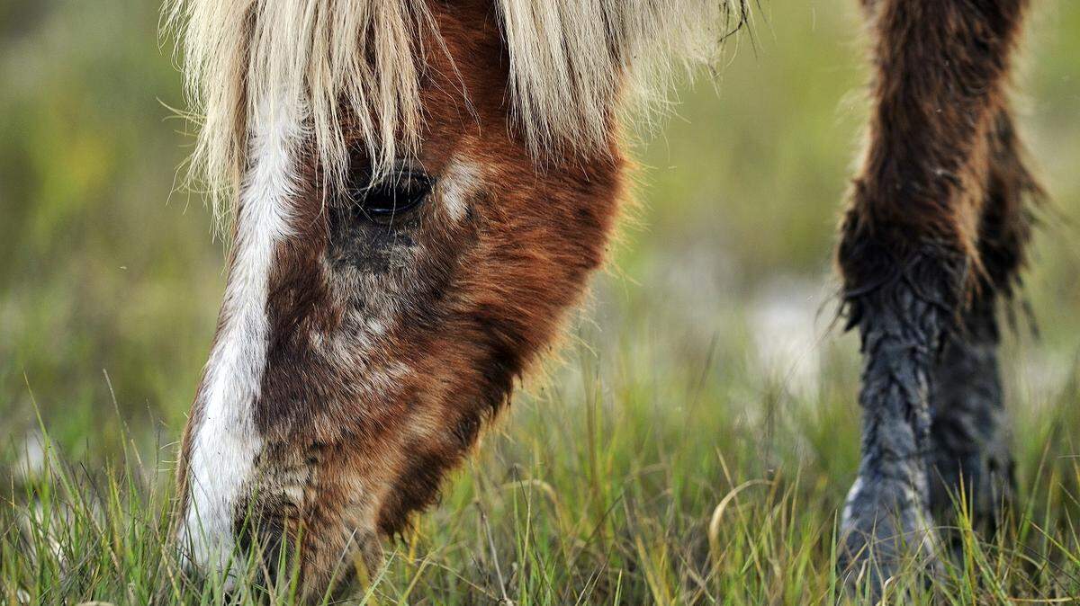 The Spartanburg County Environmental Enforcement Department is investigating the death of four ponies found partially eaten and decaying in their pasture, media outlets report.