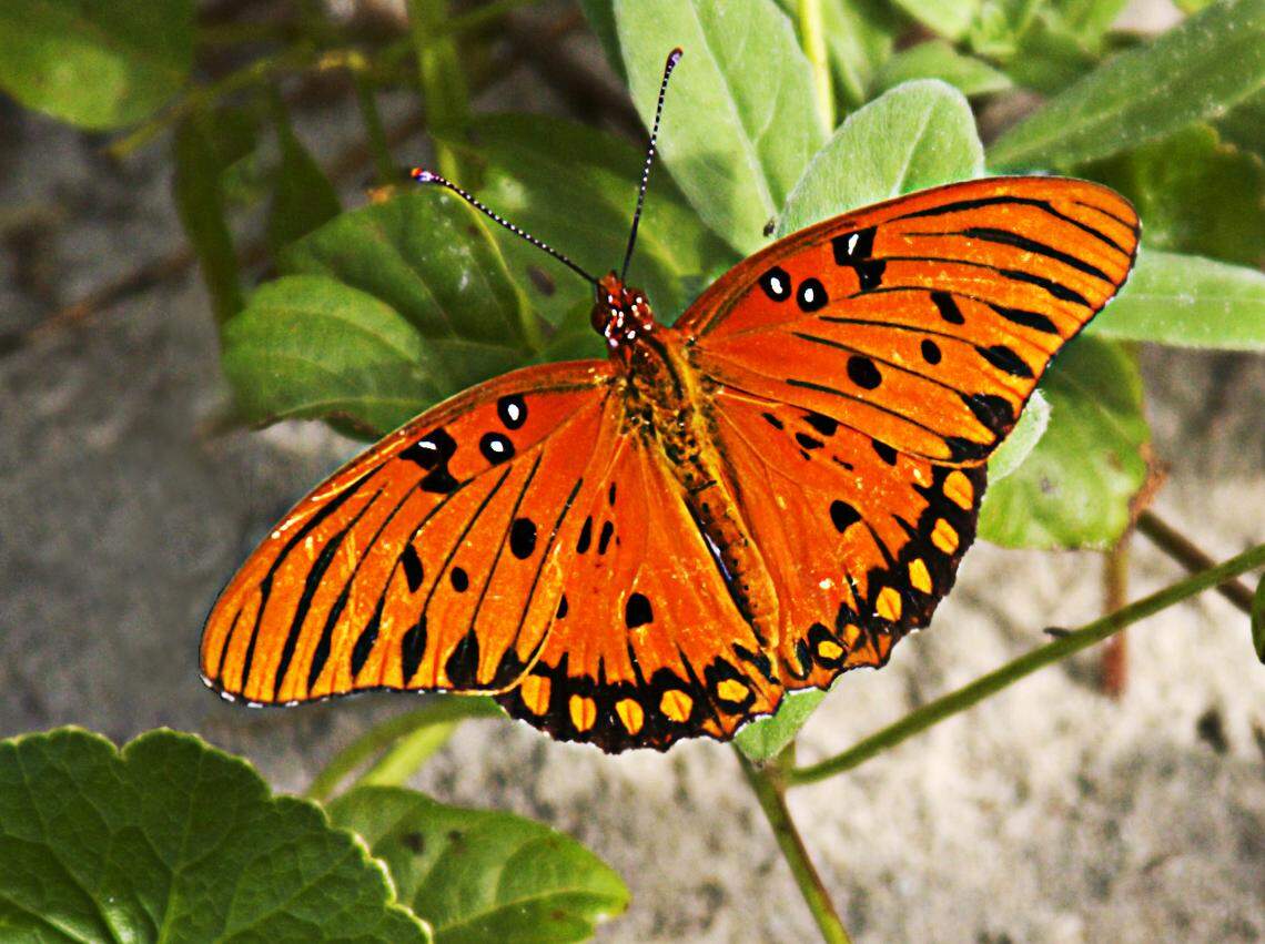 A Gulf Fritillary butterfly is smaller than a Monarch, with a distinctive pattern of spots and streaks on its upper wing surfaces.