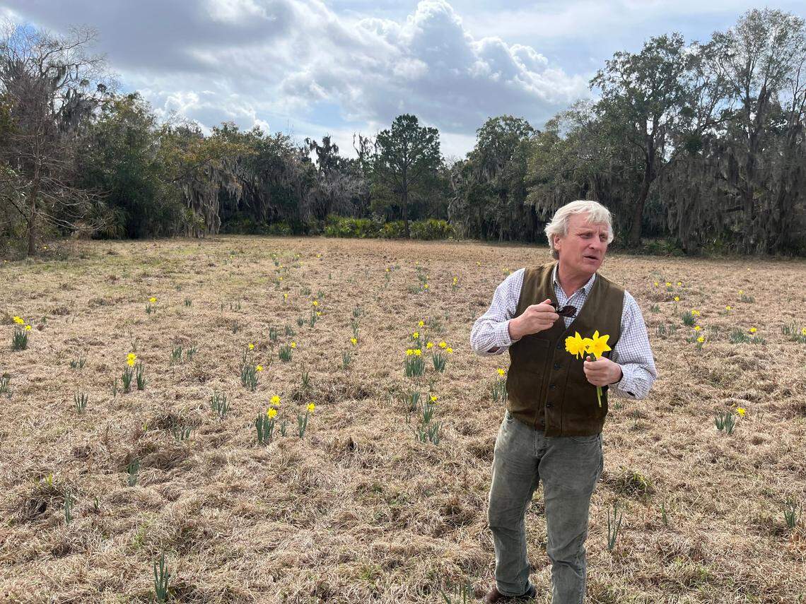 Daffodils from the flower farm on Cane Island, closed since the 1980s, still bloom each spring. John Trask picked a few this week as he explained the history of the farm and the island. “They come up because they are still in the ground,” Trask says of the King Alfred daffodils, which were imported from Holland.
