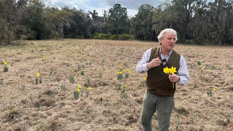 The daffodils are waning as a Beaufort sea island moves to the next crop: houses