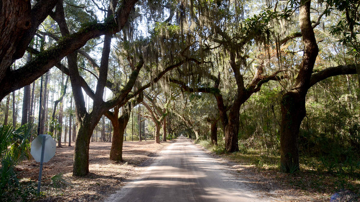 The Avenue of Oaks on St. Helena Island on Jan. 25.