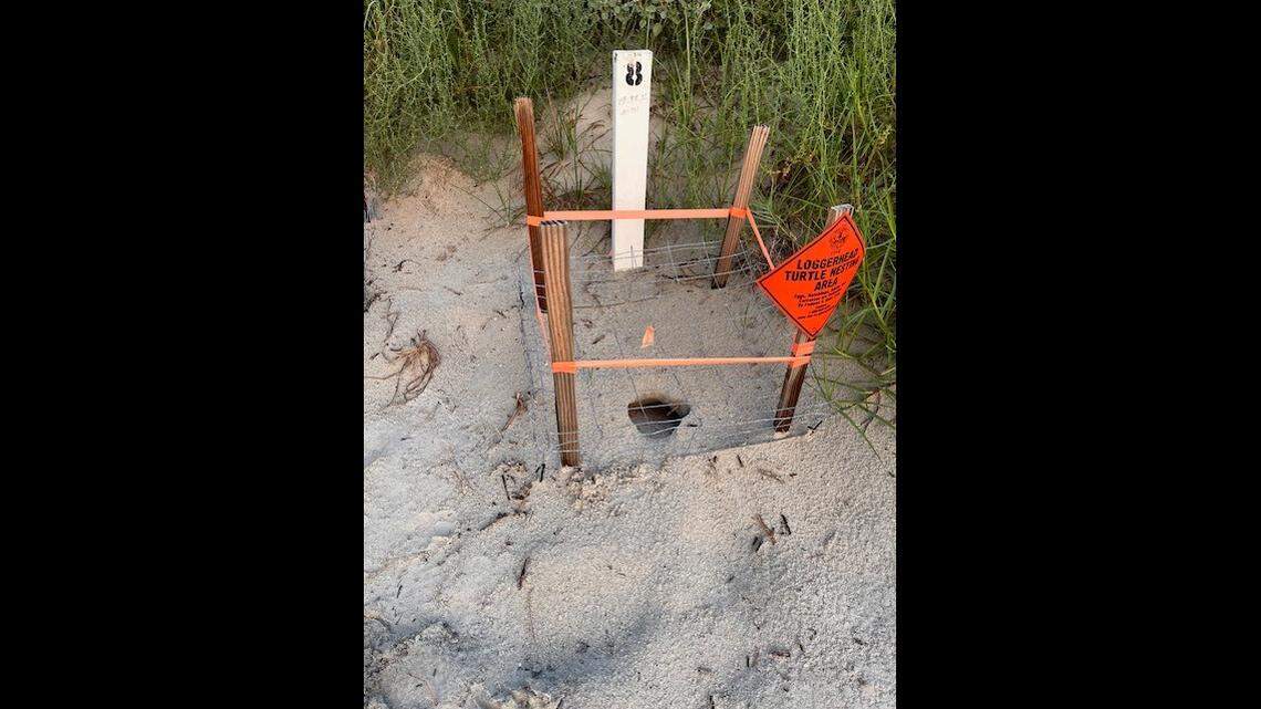 A loggerhead sea turtle nest at Harbor Island. Turtle season is May 1 through Oct .31.