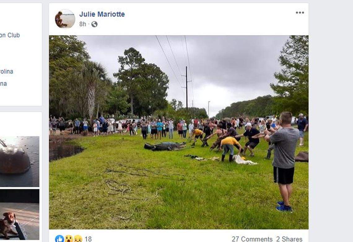This photo posted by Julie Mariotte on Facebook shows the alligator that was removed from the Legendary Golf property on Hilton Head Island Tuesday evening.
