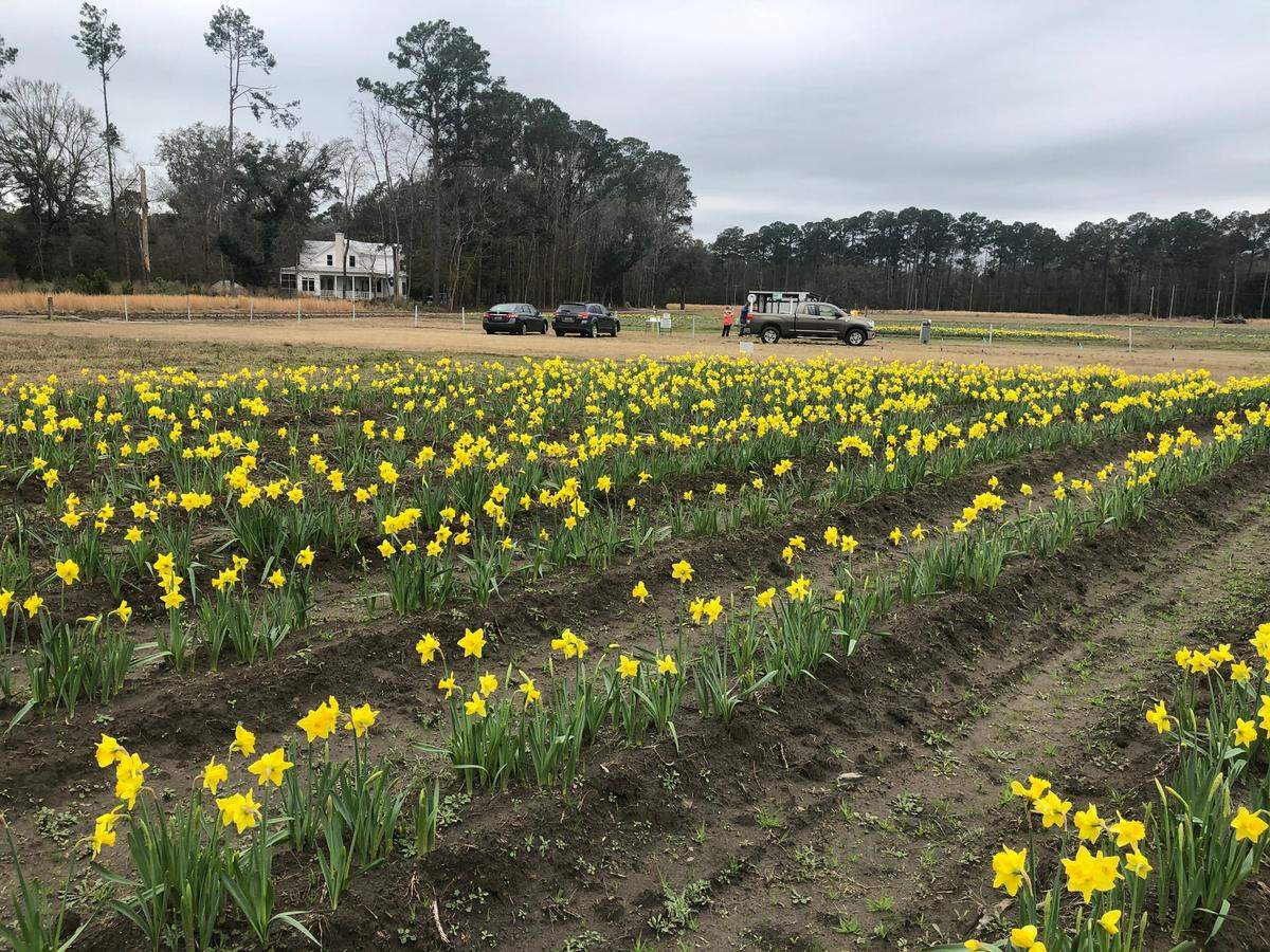 Rows of daffodils bloom on Feb. 18, 2021, at U-Pick Daffodils in Okatie. 