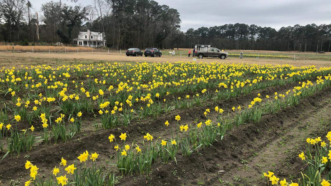The popular Okatie ‘U Pick’ daffodil farm is set to open this weekend. What to know