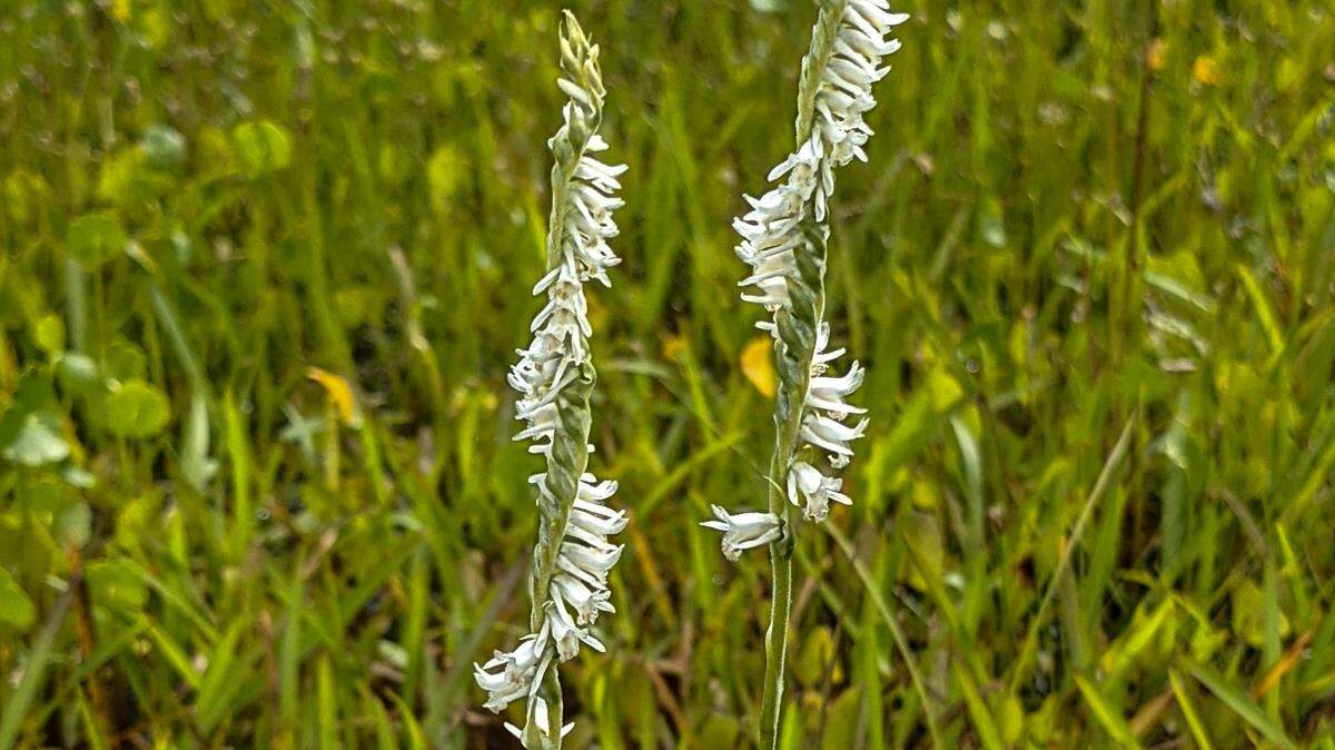 Lady’s tresses orchids may add a touch of elegance to grassy areas and the edges of lagoons.