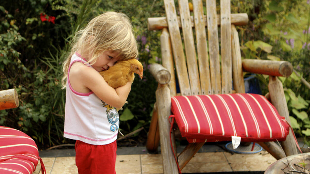 In this file photo, Shaelyn Stewart, 3, hugs her family’s pet chicken, Smartie, in the backyard of her Bluffton home.